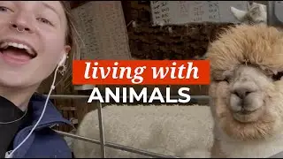 What It's Like Living with Alpacas and Goats! | THL UK Living with Animals