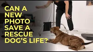Tampa Pet Photographer Helps Foster Dogs Find Homes with Better Photos