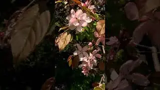 Cherry Blossom at English Garden Assiniboine Park Winnipeg #shorts