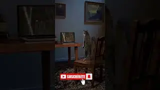 Horror Movie Cat Cliche #ghost #trending #😾🤦&zwj;♀️🤦&zwj;♂️👀 #Horror Cat