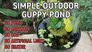 Simple Outdoor Mini Guppy Pond Easy Natural Setup at Home #minipond #guppyfish #guppy