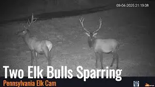 Nighttime Clash at the PA Elk Cam: Two Bull Elk Battle Under the Stars 🌕🦌
