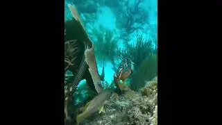 2 parrotfish 1 queen angelfish on coral reef #underwater #reef #coralreef  #angelfish #parrotfish