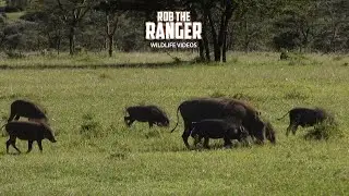 Warthog Family | Lalashe Mara Ripoi Safari