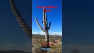 Desert Wildlife in AZ is Insane! #shorts #arizona #wildlife #camping #vanlife #offgrid #trending