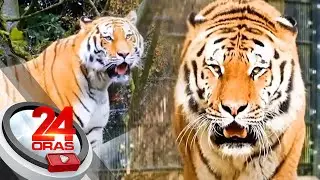 #KuyaKimAnoNa?: Llamado ang tigre sa leon dahil mas mabigat, agresibo... | 24 Oras