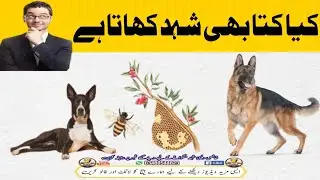 Dogs Eating Honey | Dogs Love Honey | #HoneyExperiment