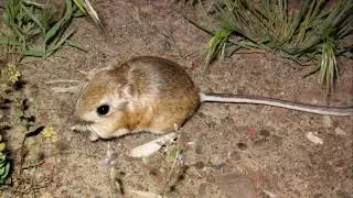 Kangaroo Rat: The Desert's Agile Survivor