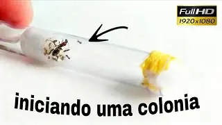 Cuidados com a formiga rainha 