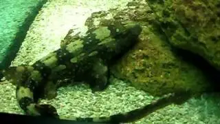 Some Kind Of Fish