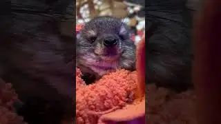 JUST A BABY HYRAX - That's All - LOOK AT IT - UGH