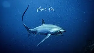 Philippines Malapascua  Divelog#padi#philippines#scubadiving#divelog#shark