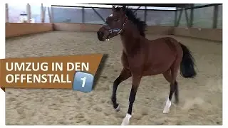 Pferdetransport mit Gini ❤ Wir ziehen in den Offenstall: Teil 1