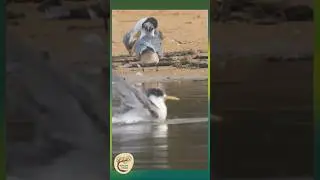 Playful Crested Tern: Lakeside Splash & Soak - Yuin Country