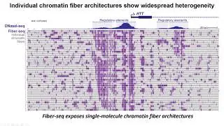 Short Talk  Single Molecule Chromatin Fiber Sequencing Exposes Cell and Haplotype Specific Chromatin