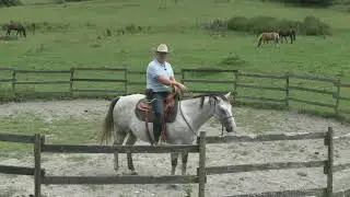 Hearts & Horses Horsehack - F&aring; bra f&ouml;rflyttningar!