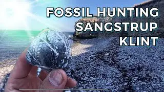 FOSSIL HUNTING - SANGSTRUP KLINT - DENMARK