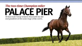 🇬🇧 Eight Stakes horse for #PalacePier, a peerless start with his first crop of two-year-olds!
