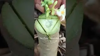&ldquo;Attach the papaya fruit bud.&rdquo; #plants #fruit #gardening #gardening #craft #foryou #usa #growthfruit