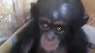 Lucky baby chimps rescued