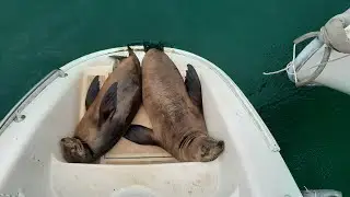 Florence's Sea Lion Presentation
