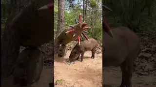 #newvideo #amazing pigvideo#shortvideo #dibashvlog