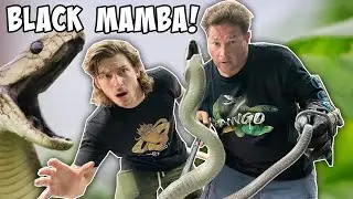 Cranky Black Mambas Have A Go At Us With Chandlers Wild Life!