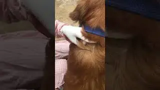 Golden Retriever Tick removing part 1