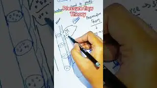 Translocation of food in plants | pressure flow Theory| 9th new book 2025 #plantphysiology #biology