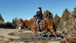 Sweet Annie Hip #58 Jake Clark's MULE DAYS Auction 2019