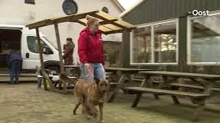 Steeds meer buitenlandse zwerfhonden naar Nederland