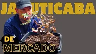 Bonsai de Jabuticaba de Mercado 2° Poda