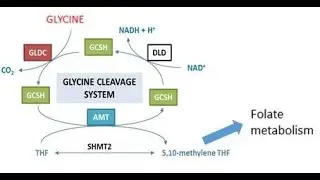Glycine encephalopathy Or non ketotic hyperglycinemia ; Definition, Causes, Symptoms, Treatment