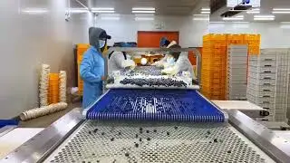 Blueberry sizer unit ; Blueberry packing scale line