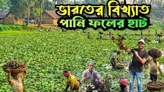 ভারতের বিখ্যাত পানিফলের হাট|India's biggest water chestnut market||কালিনারায়ন পুরের পানি ফলের হাট