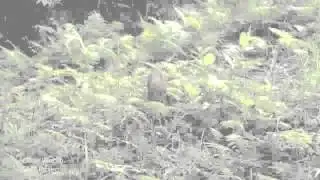 Rare Borneo Bay Cat Captured On Footage - The Daily Orbit