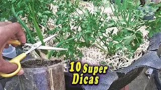 Como Cuidar de Salsinha em Casa  (Super Dicas)