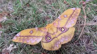 Giant Silkmoth from Cameroon: Nudaurelia  dione