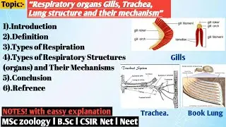 Respiratory organs Gills, Trachea, Lung structure and their mechanism | Respiration in invertebrate