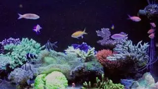 Flashing sailfin anthias.mov