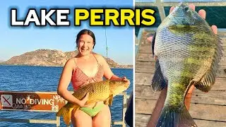 Big Bluegill, Carp & Catfish Catch and Cook | Epic Lake Perris Fishing Adventure!