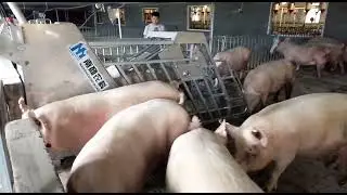 electronic sow feeding system /Automatic feeding system for pig farm/ electronic sow feeder