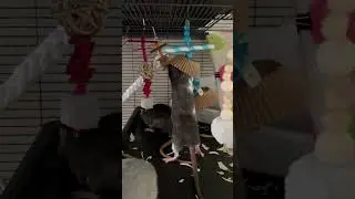 These hanging toys are a HUGE hit! #rattoys #ratenrichment #ratcare #petrats  #ratcagesetup #rats