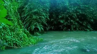 Forest River Flow Gentle White Noise for Relaxation Meditation and Rejuvenating Deep Sleep