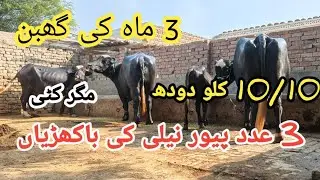 2 پیور نیلی کی باکھڑی گھبن جھوٹیاں sale(03095071591) in Pakistan on YouTube 26/11/2025