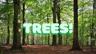 The many benefits of trees and forests