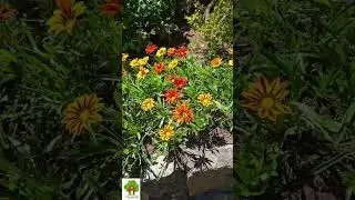 Flowers in Butchart Gardens#3,  Victoria City, BC, Canada