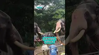 Elephant Attack #wildlife #elephants