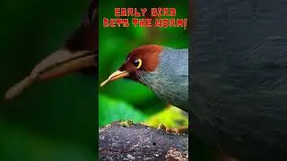 The early bird vs the early worm #shorts #funny #viral #birds