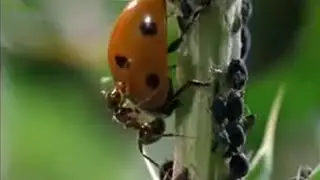 Crazy Ant Farmers | Weird Nature | BBC Studios